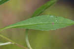 White panicle aster